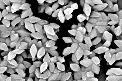 black and white microscopic photo of diamond shaped bacteria