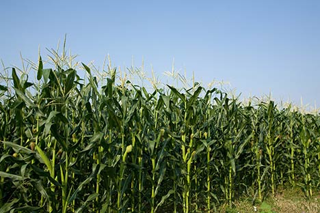 Cornfield