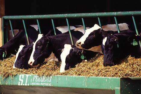 cows eating hay