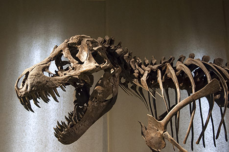 Dinosaurs bones reassembled