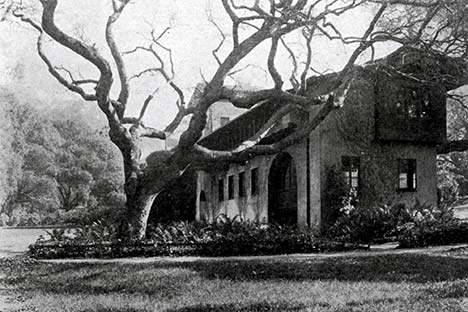 Very large bare tree with building in back