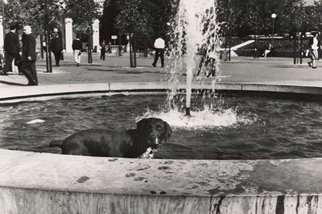 Black dog sitting in fountain