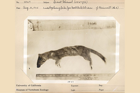 A photograph and written record of a small animal specimen