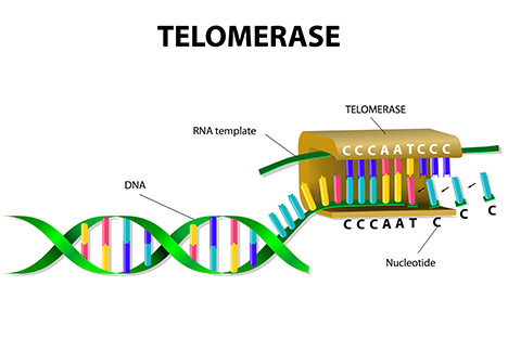 Diagram illustrating the process of telomerase